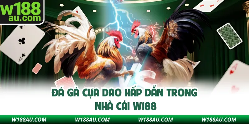 Đá gà cựa dao hấp dẫn trong nhà cái W188