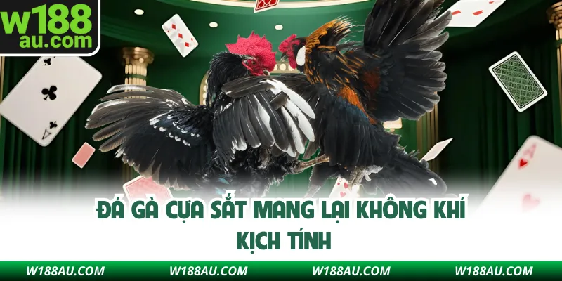 Đá gà cựa sắt mang lại không khí kịch tính