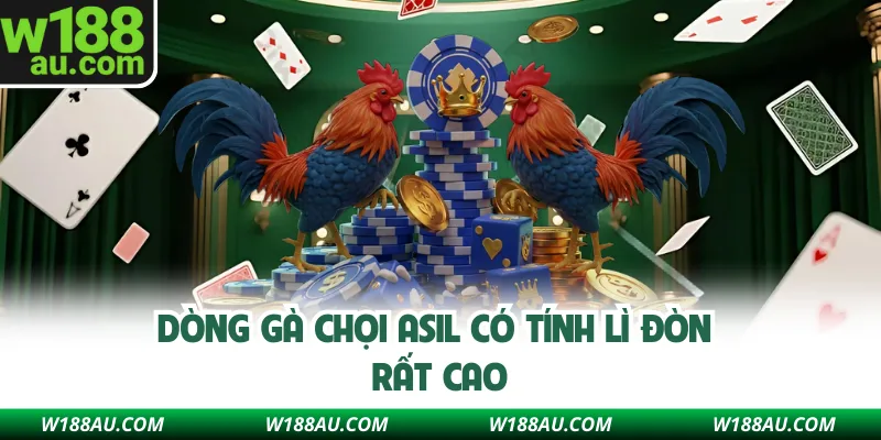 Dòng gà chọi Asil có tính lì đòn rất cao